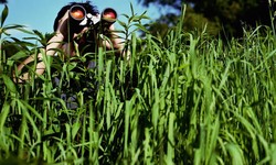 The Joys of Bird Watching: Discovering the Beauty of Nature