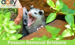 How Much Does A Pest Control Brisbane Service Cost?