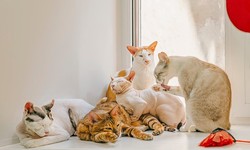 Top most popular cat breeds and their personalities