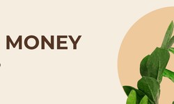 From Feng Shui to Décor: Types of Money Plants for Your Home