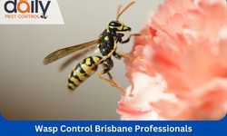What to Look for When Choosing a Pest Control Service in Brisbane?