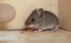How to identify Mouse Infestation in Hobart?