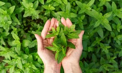 Tulsi Plants: The Ultimate Natural Remedy for Common Ailments