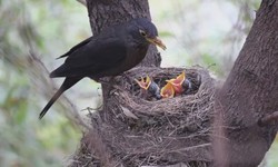 No More Bird Nests: Tips and Tricks for Effective Nest Control in Brisbane