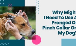 Why Might I Need To Use A Pronged Or Pinch Collar On My Dog?