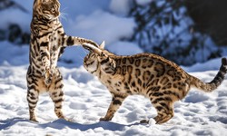 Bengal Cats vs. Other Cats: Understanding the Differences