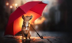 5 rainy day dog walking essentials