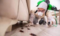Eco-Friendly Pest Control: A Step Towards Sustainable Living