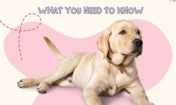 How Can Psychiatric Service Dogs Help with Anxiety?