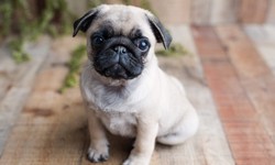 Find Your Furry Companion: Adorable Pug Puppies for Sale, Including Male pug puppies for sale