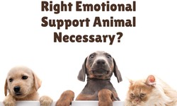 How To Effectively Choose An Animal As Your Emotional Support Animal.