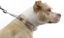 How to use prong collars for training?