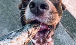 Fish Skin Jerky for Dogs: A Healthy and Delicious Treat Option