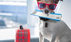Top Five Best Airlines To Fly With Dogs