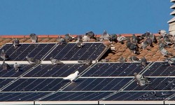 Advantages Of Bird Proofing Your Solar Panel