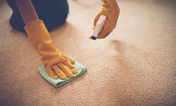 How to clean your home and office of bugs with a few simple tips