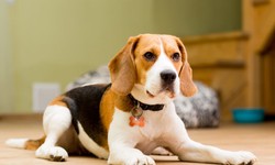 Why Beagles Make Great Family Pets and Where to Find Them