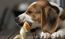 Comparing Natural Dog Treats vs. Commercial Treats: