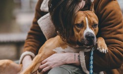 How To Certify An Emotional Support Dog - A complete Guide