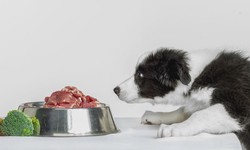 Is it Good to Feed Dogs Raw Food? Risks and Benefits of Raw Dog Food