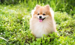 The Pros and Cons of Owning a Fluffy Dog