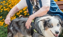 What are the 20 best emotional support dog breeds?