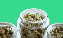 Hybrid Cannabis Strains, Explained