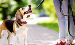 Advantages and Disadvantages of Slip Leads for Dogs