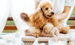 Dog Grooming Brushes Help Maintain The Health Of Your Dog's Coat