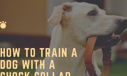 Affordable Shock Collar For Small Dogs