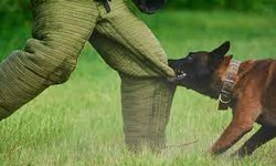 Why Dog Bite Training Is Important For Dogs?