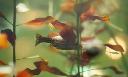 Understanding the Expiry of Aquarium Substrate: A Comprehensive Guide
