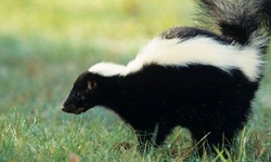 What To Do If Your Dog Sprayed By Skunk?
