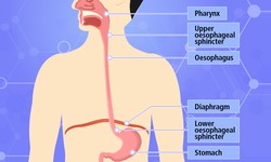 Chemotherapy in Oesophagus Cancer Treatment: A Comprehensive Guide