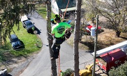 Tree Service Berryville Va: Trust the Experts