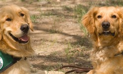 What Is The Difference Between Emotional Support, PTSD, Therapy and Service Dogs