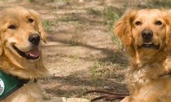 What Is The Difference Between Emotional Support, PTSD, Therapy and Service Dogs