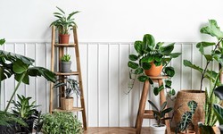 How to use houseplants to improve your home’s air quality
