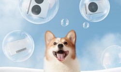 Why Your Pets Will Love a Warm Pool with a Heat Pump