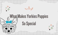What Makes Yorkies Puppies So Special