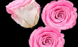 Preserved Fresh Flowers: A Great Alternative to Traditional Bouquets