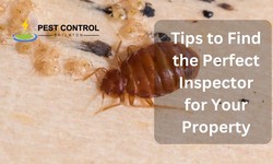 Termite Woes? Here Are 5 Tips to Find the Perfect Inspector for Your Property