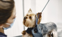 Top Features to Look for in Software for Pet Grooming Business