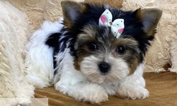 Cheap Maltese Puppies for Sale: Finding Your Perfect Companion on a Budget