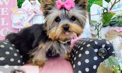 Teacup Yorkie Breeders: Unveiling the Finest Companion for Your Home