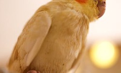 The Joy of Owning a Cockatiel Bird for Sale