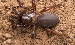 Why Spider Pest Control is Important and How to Do It Right in Sydney