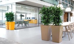 Boost Your Office Aesthetics: 4 Striking Indoor Plants for Decoration