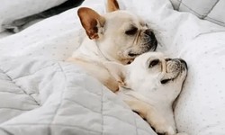 The Ethics of French Bulldog Breeding