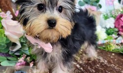 Yorkie Puppies for Sale in Florida: Find Your Perfect Companion
